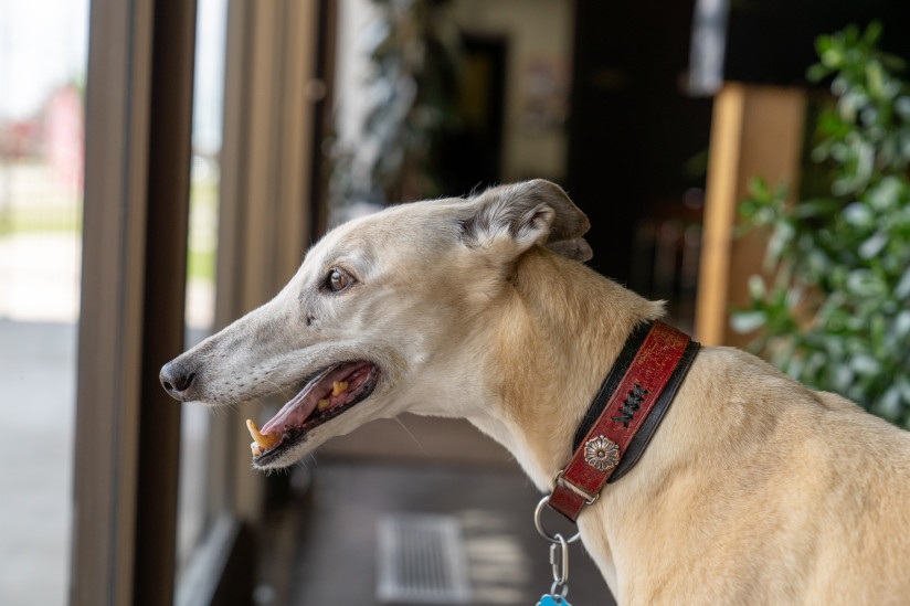 Greyhound-Hall-Of-Fame-Abilene,KS