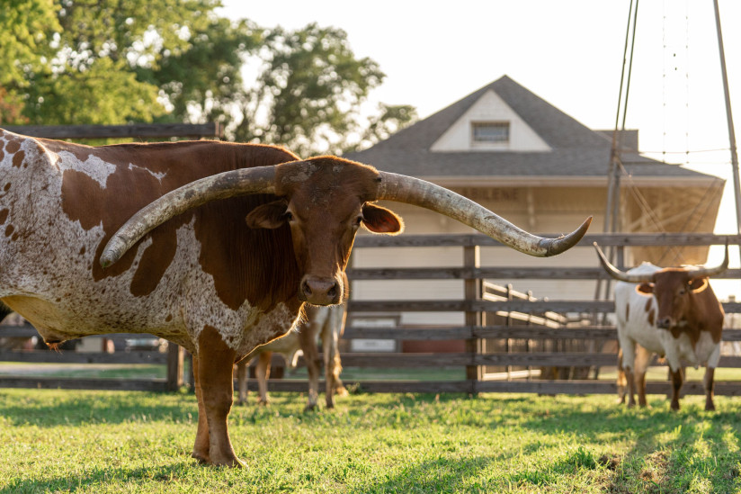 longhorn-old-abilene-town-abilene,ks