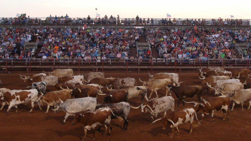longhorn_cattle_abilene_rodeo.jpg