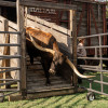 Old-Abilene-Town-Longhorn-Abilene,KS