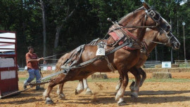 Draft-Horse-Pull-Abilene,KS